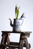 Old coffee can with tulip stock photography Old coffee can with tulip stock photography