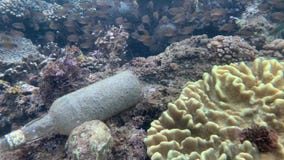 polluted coral reefs