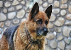Old dog German shepherd Royalty Free Stock Images Old dog German shepherd Royalty Free Stock Images