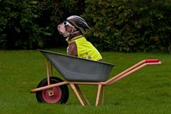 Dog seat protected in its own bike