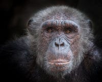 The old face of a chimpanzee. royalty free stock photography The old face of a chimpanzee. royalty free stock photography