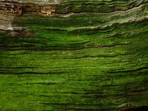 Free Old Green Bark Royalty Free Stock Image - 12996786