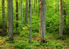 Old Growth Forest In The Sacred Grove Stock Photo Old Growth Forest In The Sacred Grove Stock Photo