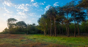 Tall pine trees Stock Photography Tall pine trees Stock Photography