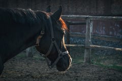 Old horse in harness on the background of a stable at sunset of his age royalty free stock photos Old horse in harness on the background of a stable at sunset of his age royalty free stock photos