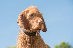 Vizsla Portrait in front of blue sky stock images Vizsla Portrait in front of blue sky stock images