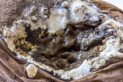 An old moldy potato Royalty Free Stock Photography An old moldy potato Royalty Free Stock Photography