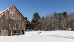 Old New England Barn and cow in winter stock photography Old New England Barn and cow in winter stock photography
