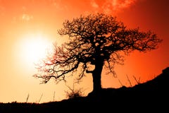 Old Oak In Sunset Stock Photography