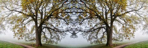 Old Oak Tree Collage Royalty Free Stock Photo Old Oak Tree Collage Royalty Free Stock Photo