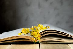 Old opened book on a wooden table. Branches of yellow leaves on the book stock photography Old opened book on a wooden table. Branches of yellow leaves on the book stock photography