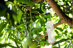 Old plastic bottle insect trap hanging on mango tree in fruit farm ,  handmade recycling