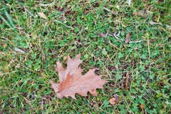 Old red fallen oak leaves on earth with green clover and grey grass, autumn seasonal background photo royalty free stock images Old red fallen oak leaves on earth with green clover and grey grass, autumn seasonal background photo royalty free stock images