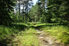 Old road in the middle of a forest in Sunny day royalty free stock images Old road in the middle of a forest in Sunny day royalty free stock images