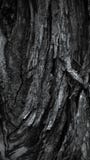 Colorful rough tree texture closeup macro royalty free stock photos Colorful rough tree texture closeup macro royalty free stock photos