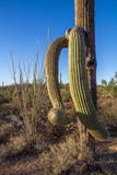 Old Saguaro cactus with twisted limbs. royalty free stock image Old Saguaro cactus with twisted limbs. royalty free stock image