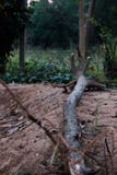 Old timber lying on the ground royalty free stock images Old timber lying on the ground royalty free stock images