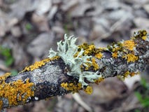 Old tree branch with lichen, Lithuania stock photos Old tree branch with lichen, Lithuania stock photos