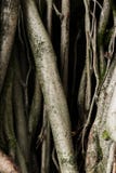 Old tree roots with dark shadows green moss scary fear feelings royalty free stock image Old tree roots with dark shadows green moss scary fear feelings royalty free stock image