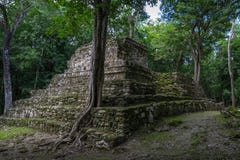 Old trees growing on ancient Maya temple complex in Muil Chunyaxche, Mexico royalty free stock image Old trees growing on ancient Maya temple complex in Muil Chunyaxche, Mexico royalty free stock image