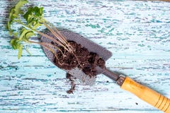 Old watering can with seedlings of flowers and vegetables on retro wooden background. Vintage home garden and planting objects, stock image Old watering can with seedlings of flowers and vegetables on retro wooden background. Vintage home garden and planting objects, stock image