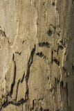 Old wood background stock images Old wood background stock images
