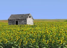 Old Wood Shack In Sunflower Field. Stock Images