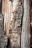Old Wood Texture Stock Image