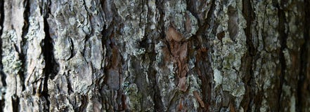 Tree barkTexture Background Pattern. Relief texture of the brown bark of a tree with moss on it. Horizontal banner photo stock photos Tree barkTexture Background Pattern. Relief texture of the brown bark of a tree with moss on it. Horizontal banner photo stock photos