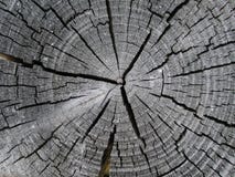 Old Wood Tree Rings Texture Stock Photos Old Wood Tree Rings Texture Stock Photos