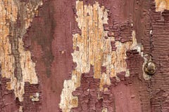 Old wooden texture with peeling paint on a wooden surface. Texture of old wood, board with paint, vintage peeling paint. Old brown royalty free stock image Old wooden texture with peeling paint on a wooden surface. Texture of old wood, board with paint, vintage peeling paint. Old brown royalty free stock image