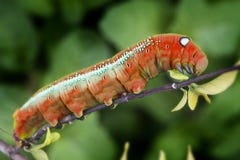 Oleander Hawk Moth Caterpillar lizenzfreie stockfotografie Oleander Hawk Moth Caterpillar lizenzfreie stockfotografie