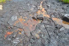  Olej w naturze i ekologicznej katastrofie Fotografia Stock