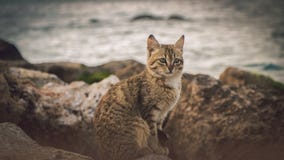 Olhar marrom s? do gato no mar imagem de stock Olhar marrom s? do gato no mar imagem de stock