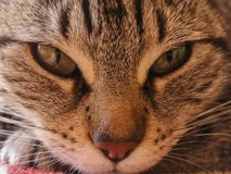Olhar perfurando de um gato imagem de stock Olhar perfurando de um gato imagem de stock