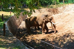 Olifant in de Israëlische dierentuin op een zonnige dag royalty-vrije stock fotografie Olifant in de Israëlische dierentuin op een zonnige dag royalty-vrije stock fotografie
