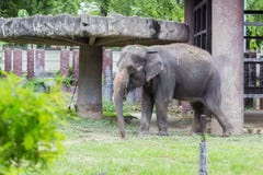 Olifant in dusitdierentuin, Thailand royalty-vrije stock foto Olifant in dusitdierentuin, Thailand royalty-vrije stock foto
