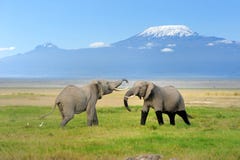 Olifant met Onderstel Kilimanjaro royalty-vrije stock afbeeldingen Olifant met Onderstel Kilimanjaro royalty-vrije stock afbeeldingen