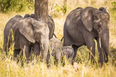 Olifanten die gras in Serengeti Afrika eten stock foto Olifanten die gras in Serengeti Afrika eten stock foto