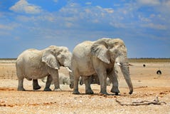 2 olifanten in Etosha met een briljante blauwe hemel Stock Afbeeldingen