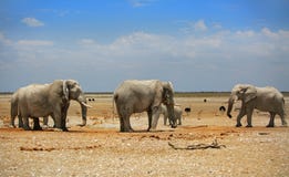 3 olifanten in Etosha met een briljante blauwe hemel Stock Afbeeldingen
