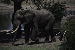Olifantsstier met grote slagtanden bij Tembe-Olifantspark Royalty-vrije Stock Afbeelding Olifantsstier met grote slagtanden bij Tembe-Olifantspark Royalty-vrije Stock Afbeelding