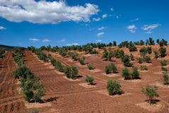 Olijfbomen in Andalusia, Spanje Royalty-vrije Stock Foto's Olijfbomen in Andalusia, Spanje Royalty-vrije Stock Foto's