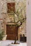 Olijfboom in een Kroatische binnenplaats royalty-vrije stock foto's Olijfboom in een Kroatische binnenplaats royalty-vrije stock foto's