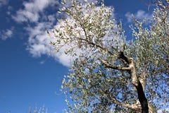 Olijfgaard en tuin met overzeese mening Een olijfboom met de achtergrond van een blauwe hemel stock fotografie Olijfgaard en tuin met overzeese mening Een olijfboom met de achtergrond van een blauwe hemel stock fotografie