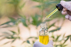 Olio di canapa, prodotti medici della marijuana compreso la foglia della cannabis, cbd e sminuzzare olio, medicina alternativa fotografia stock Olio di canapa, prodotti medici della marijuana compreso la foglia della cannabis, cbd e sminuzzare olio, medicina alternativa fotografia stock