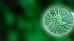 Olio medico commerciale crescente della cannabis CBD Concetto di erbe della medicina alternativa Prodotto premio crescente della fotografia stock Olio medico commerciale crescente della cannabis CBD Concetto di erbe della medicina alternativa Prodotto premio crescente della fotografia stock
