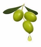Olive branch