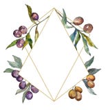 Olive branch with black and green fruit. Watercolor background illustration set. Frame border ornament square. stock illustration Olive branch with black and green fruit. Watercolor background illustration set. Frame border ornament square. stock illustration