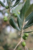 Olive branch with green fruits royalty free stock images Olive branch with green fruits royalty free stock images